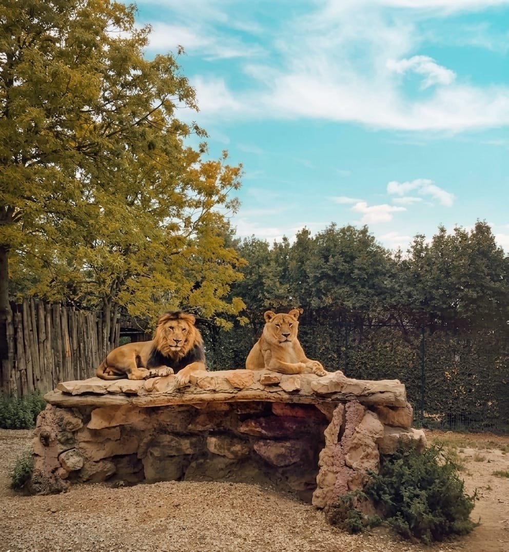 How to Visit Zoo Park in one day